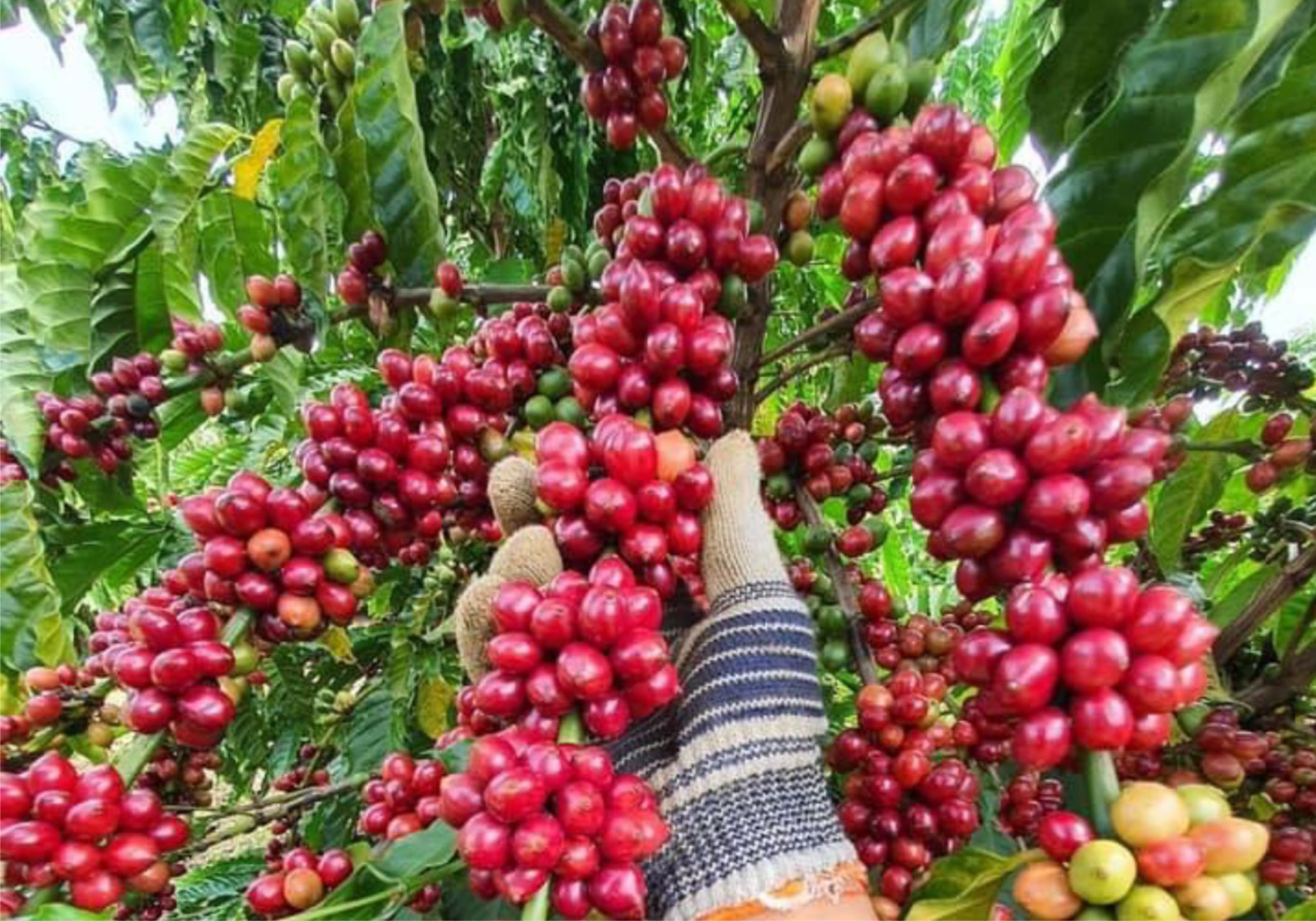 QUY TRÌNH CANH TÁC CÂY CÀ PHÊ TRONG MÙA KHÔ Ở TÂY NGUYÊN VÀ PHƯƠNG PHÁP BÓN PHÂN HIỆU QUẢ